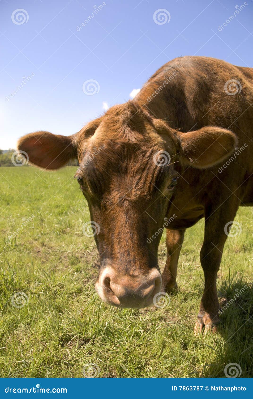 How Now, Brown Cow? stock image. Image of animal, beef 7863787