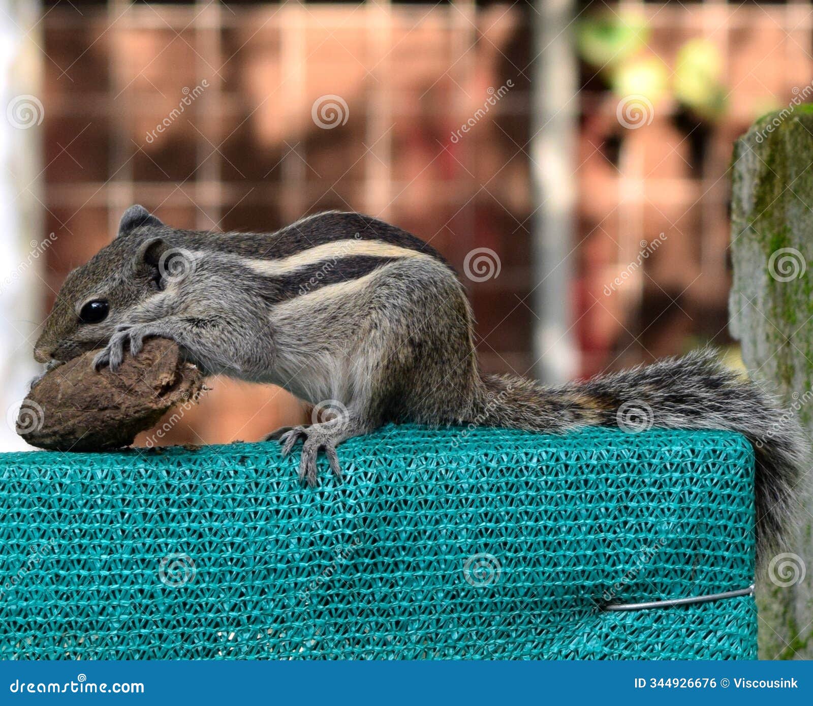 how about some nuts for the squirrel?