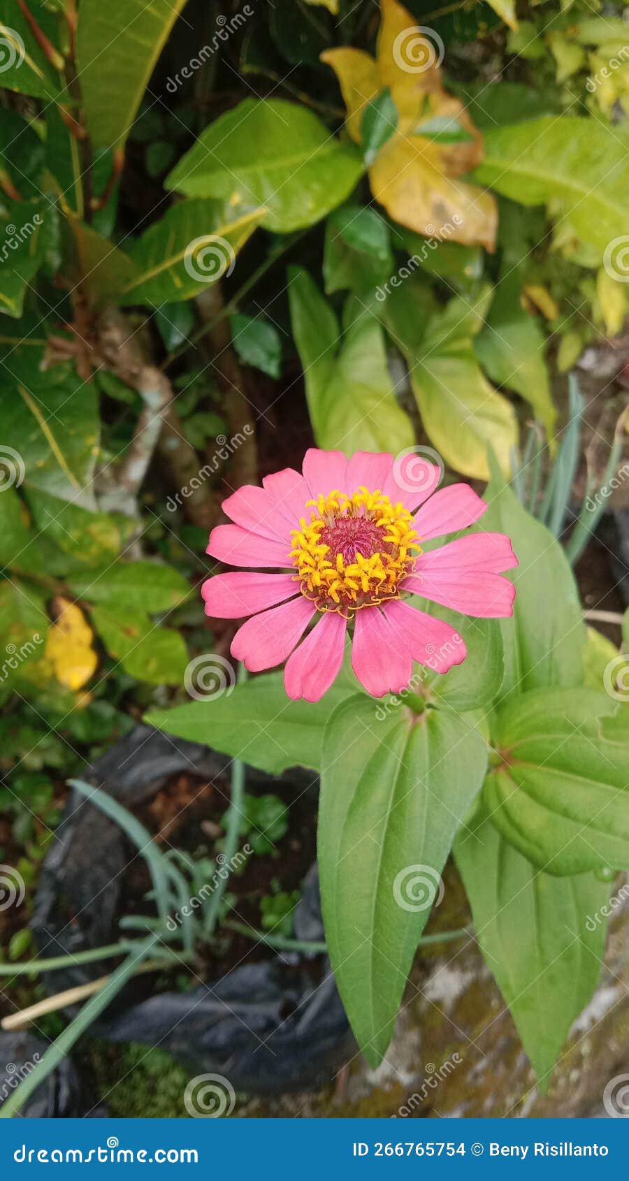 how strange that nature does not knock, and yet does not intrude