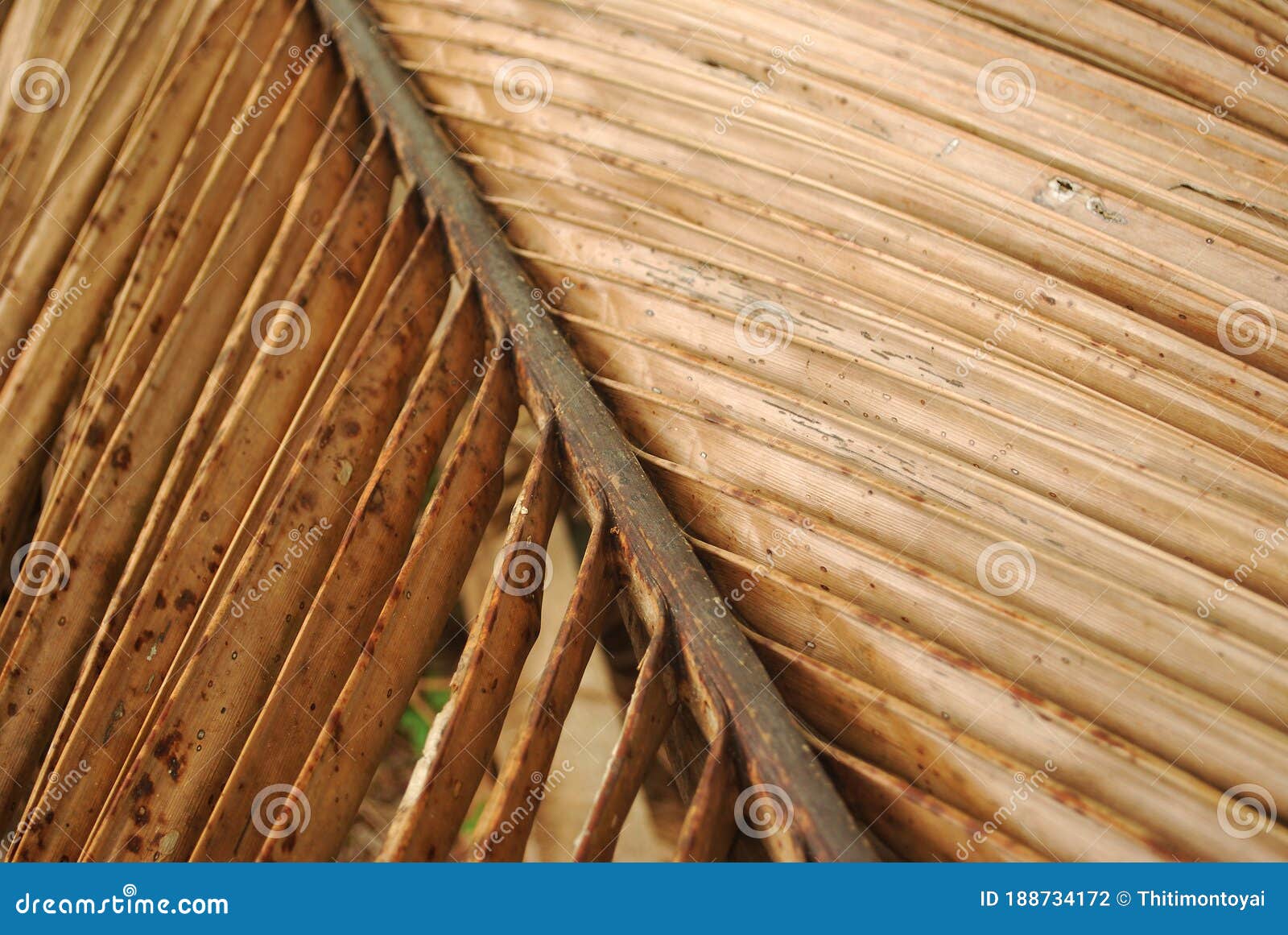 Dried coconut leaves. stock photo. Image of broomstick 188734172