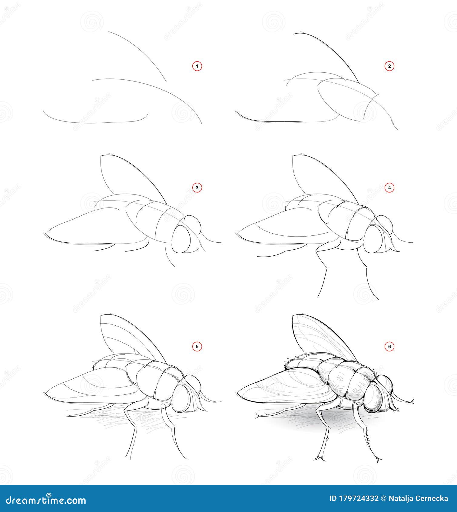 Free Vector  Hand drawn flies insect with wing biology and sketch