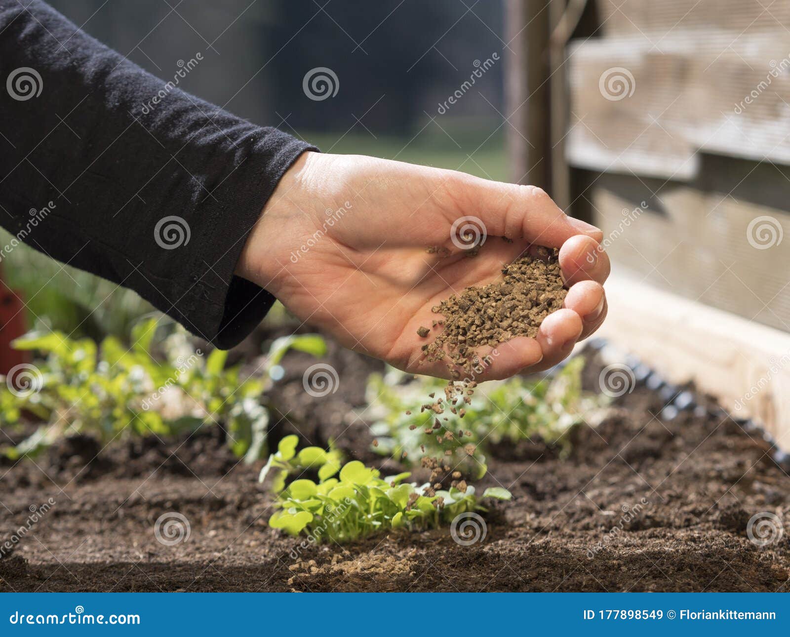 fertilizing vegetable seedlings fertilizing vegetable seedlings