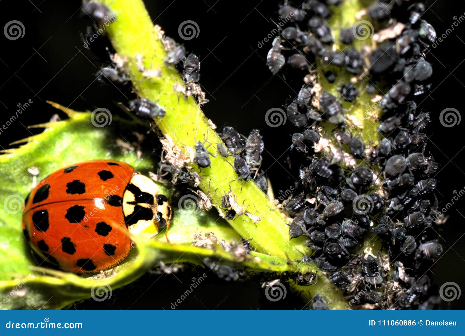 How to Get Rid of Ladybugs - Ladybug Removal Methods