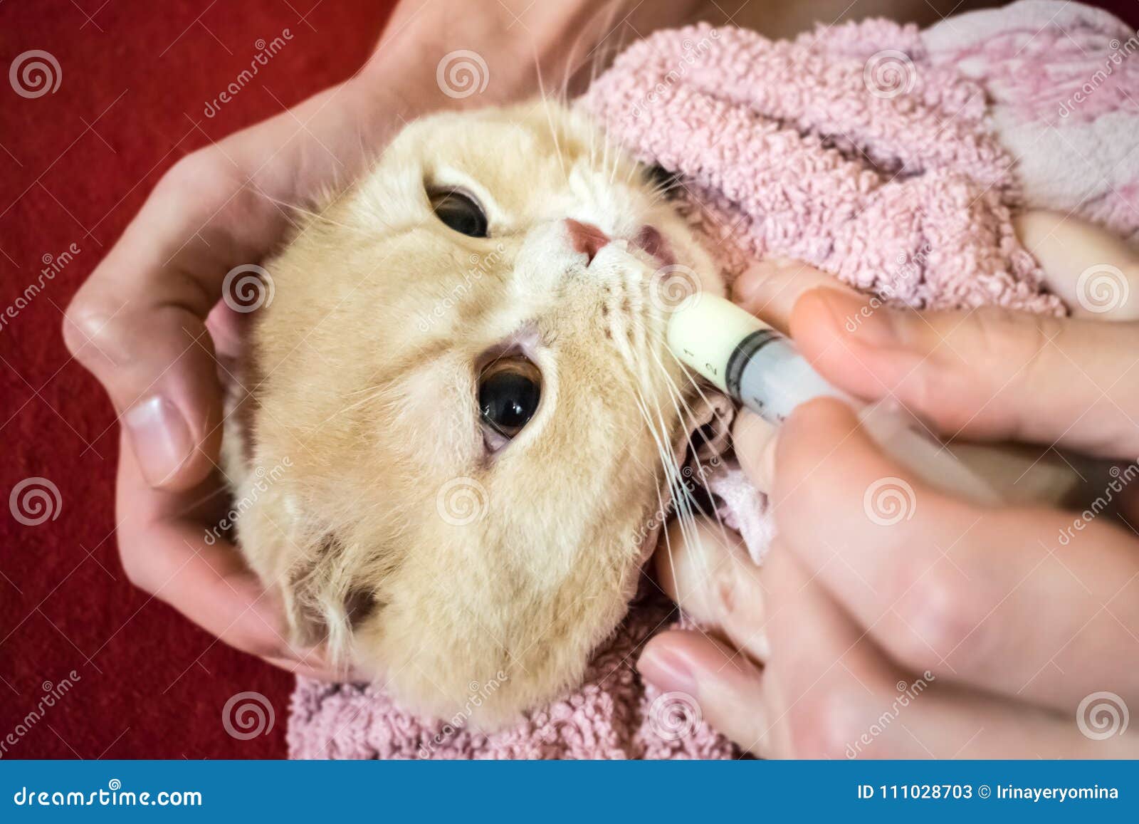 How To Give A Cat Liquid Medicine. Ways To Give A Cat A Pill. A Stock