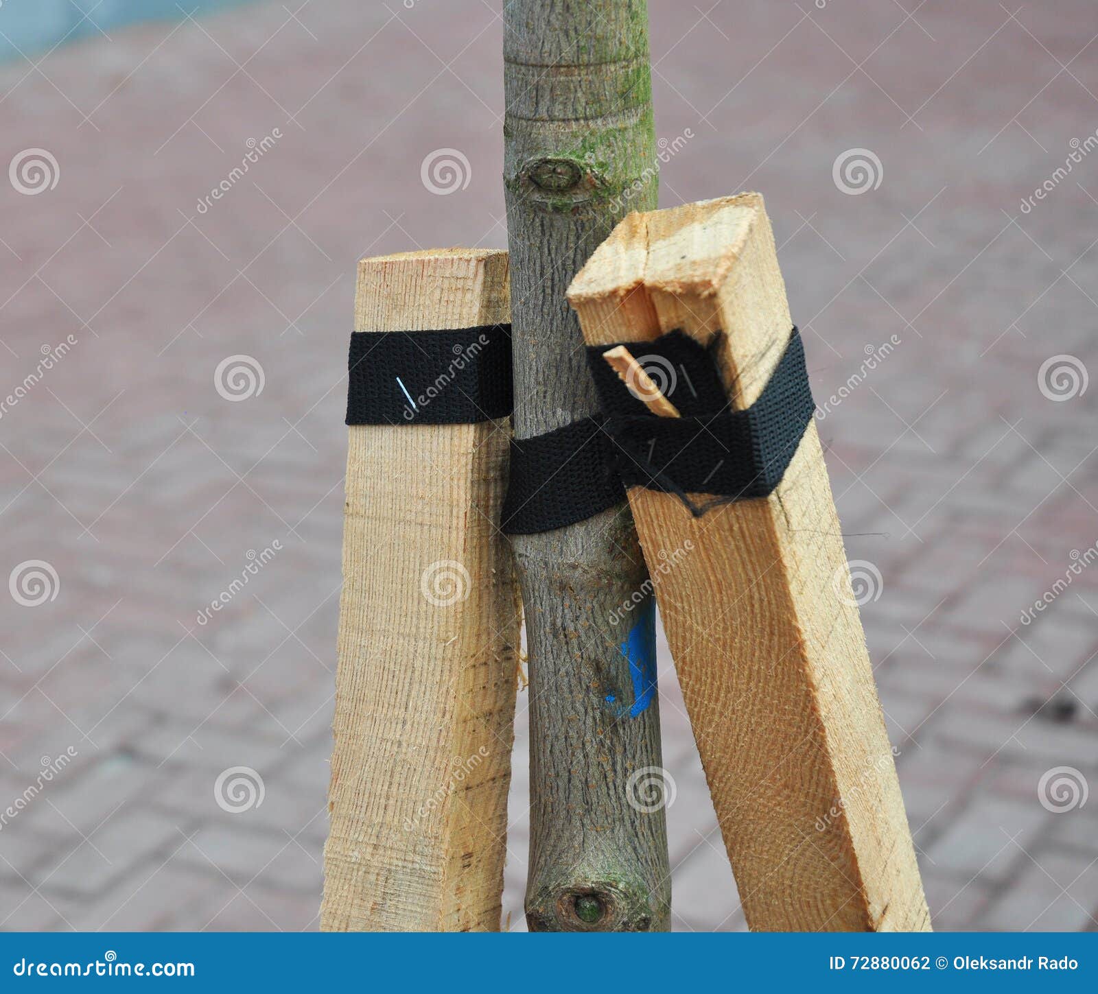 tree stakes planting stake grow correctly autumn trees plant