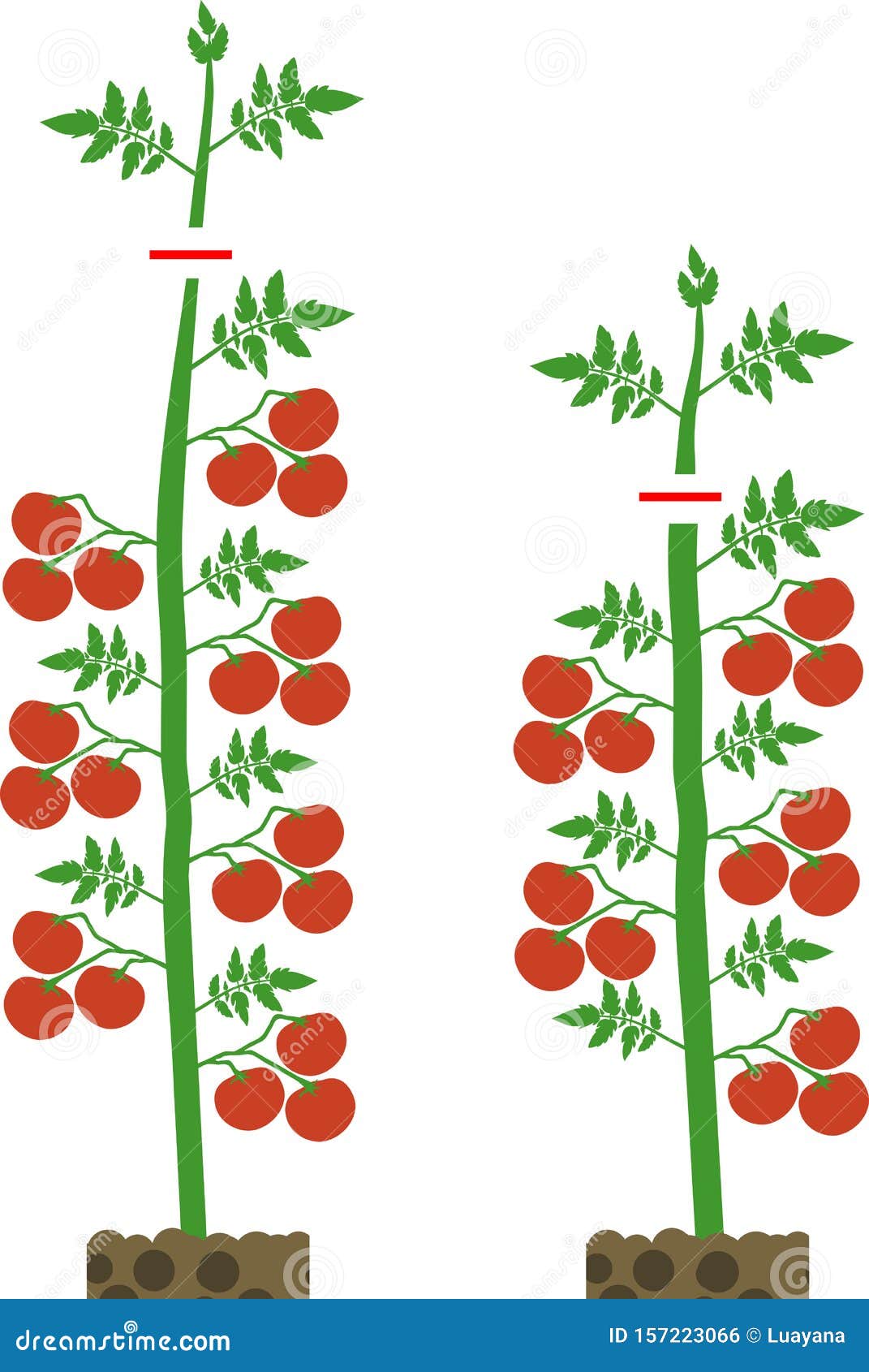 download pruning tomato plants for free download pruning tomato plants for free