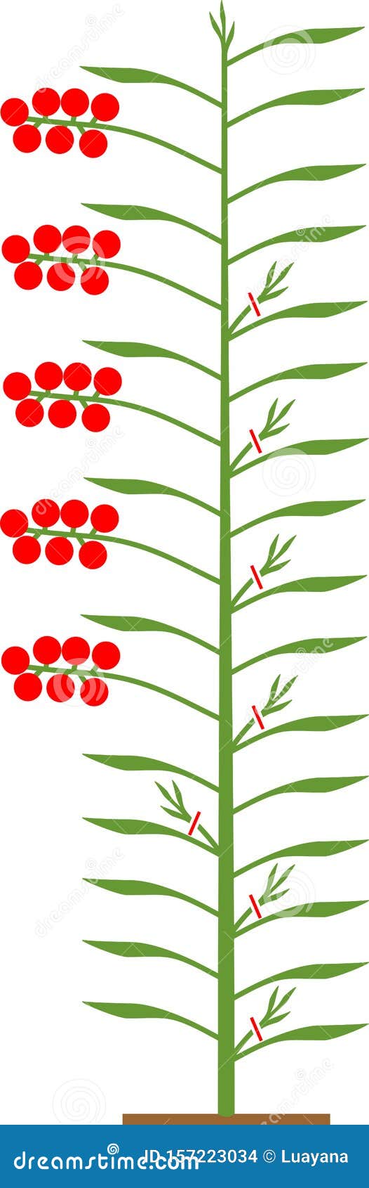 download free pruning tomatoes download free pruning tomatoes