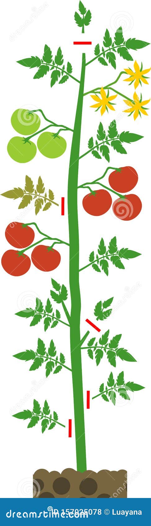 download free pruning tomatoes download free pruning tomatoes