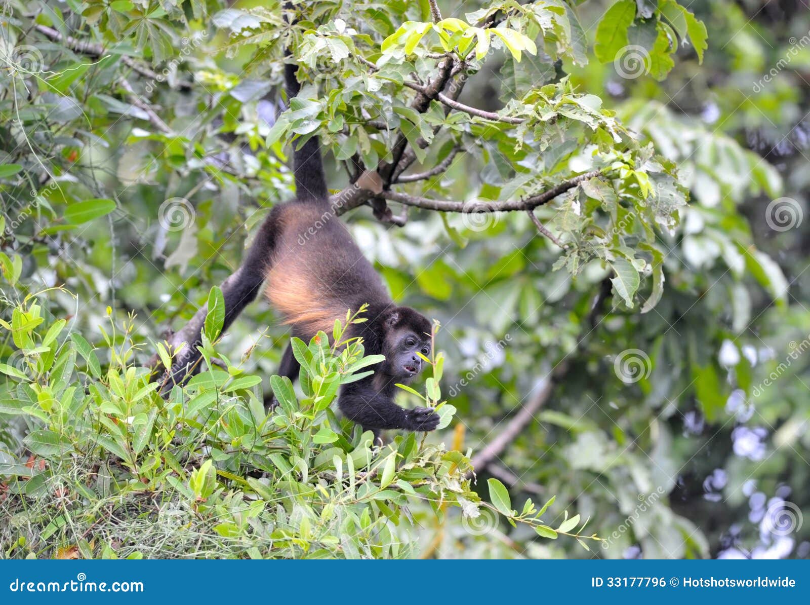 howler monkey feeding hanging from tail, refugio de vida silvestre cuero y salado, honduras, central america