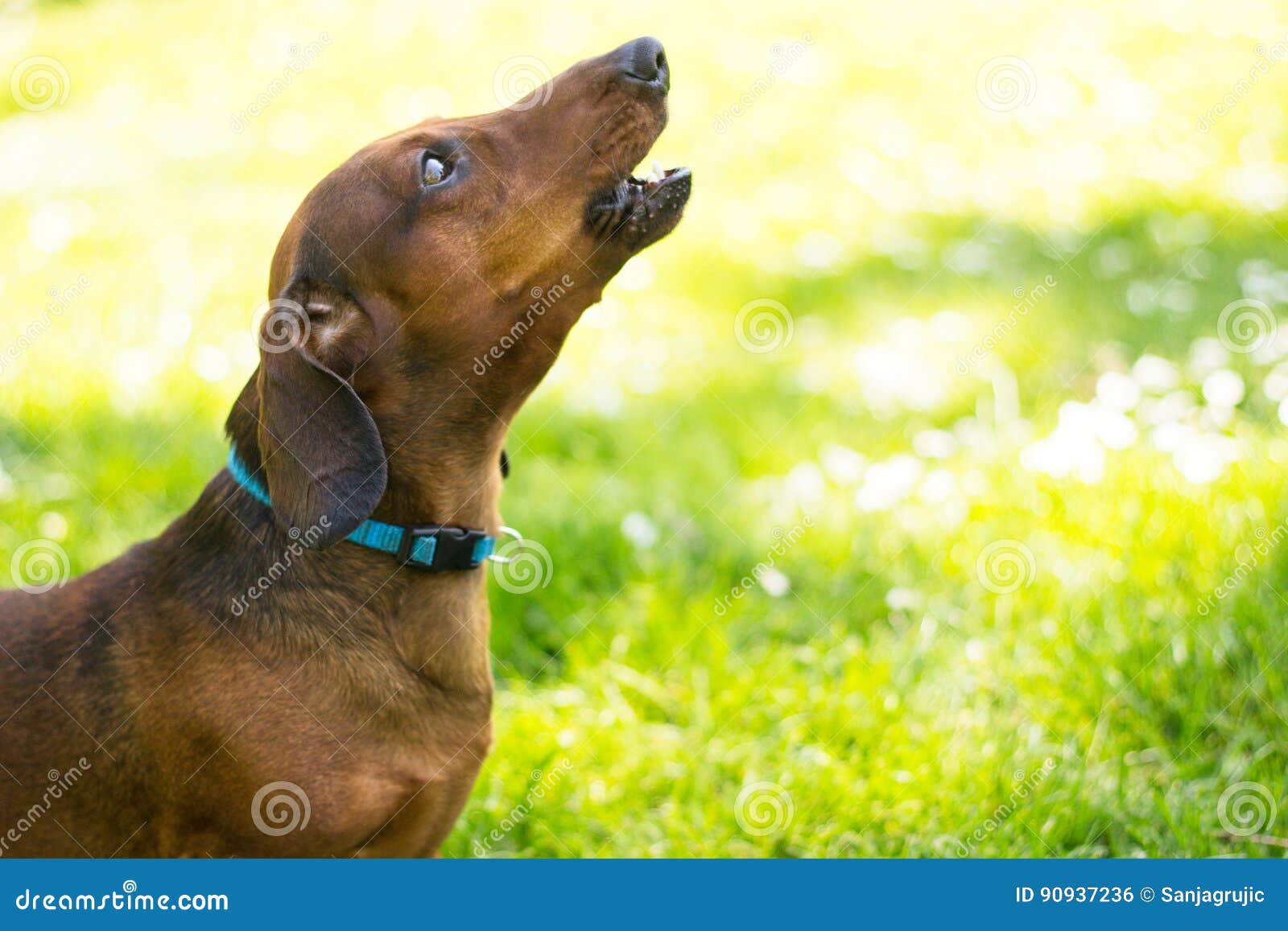 Howling Dachshund dog stock photo. Image of grass, enjoyment 90937236