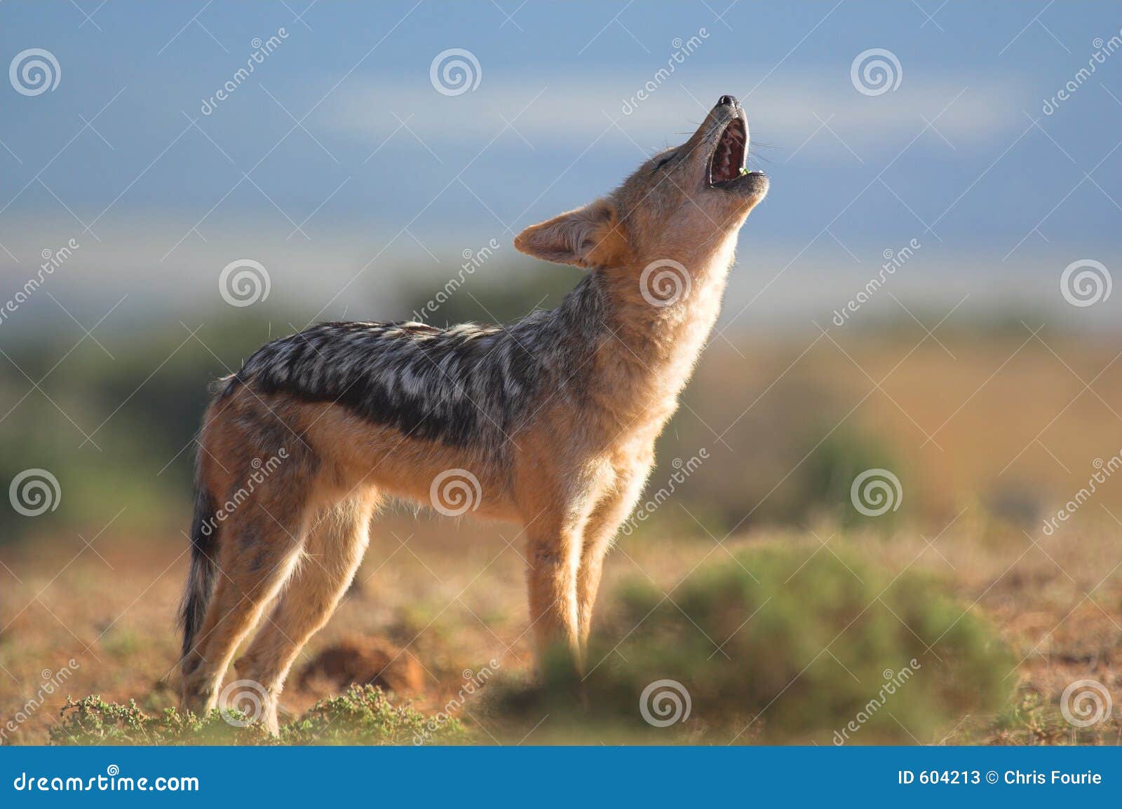 howling jackal