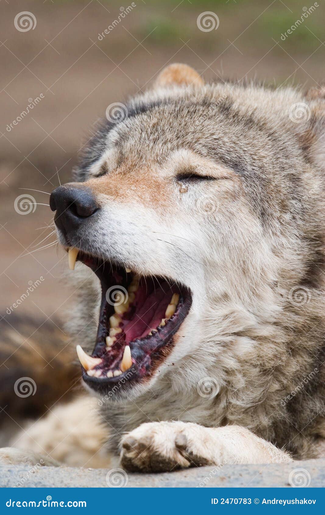 Howling wolf hi-res stock photography and images - Page 3 - Alamy