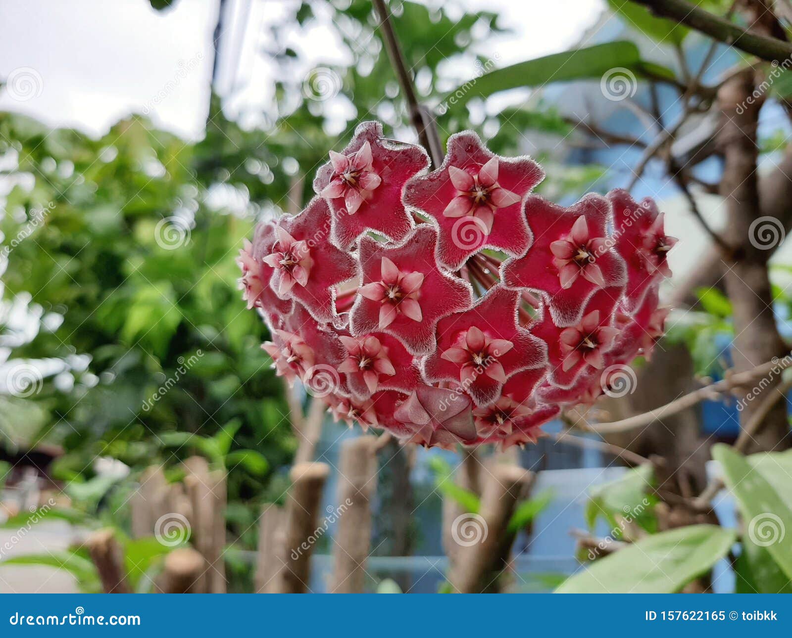 Hoya Pubicalyx Plata Rosa, Flores En Forma De Estrella Rosa, Flor De Porcelana, Planta De Cera Imagen de archivo - Imagen de fondo, rosa: 157622165 Hoya Pubicalyx Plata Rosa, Flores En Forma De Estrella Rosa, Flor De Porcelana, Planta De Cera Imagen de archivo - Imagen de fondo, rosa: 157622165