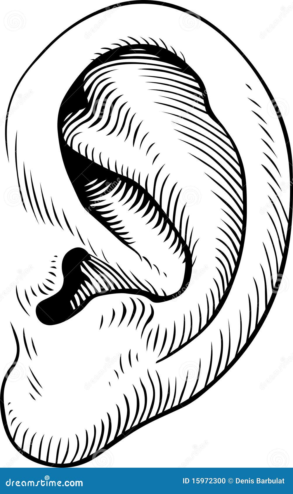 ear black and white clip art