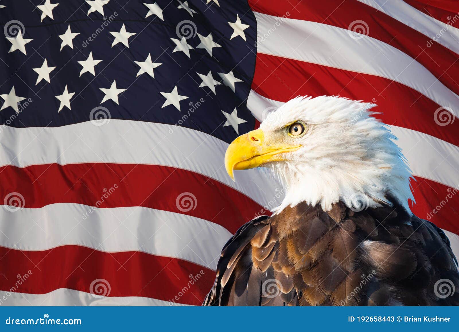 Bald Eagle Superimposed On The American Flag Stock Image