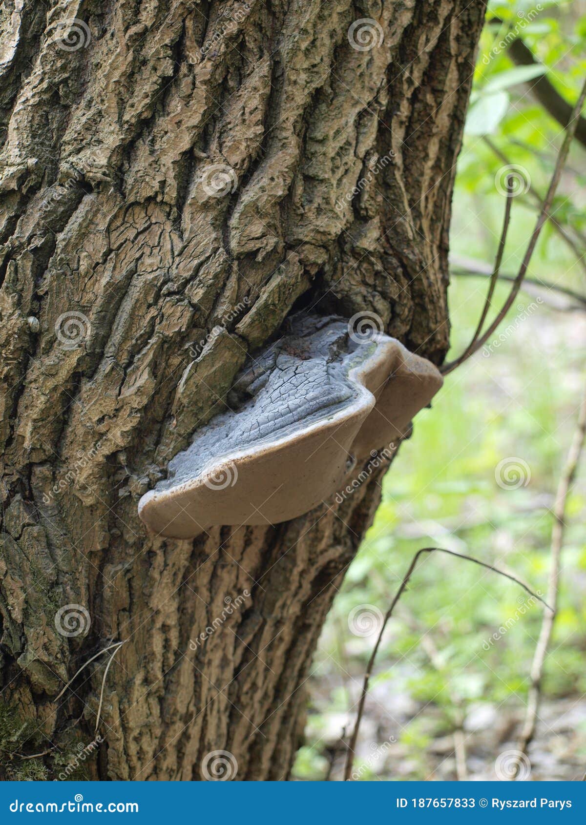 huba growing on a tree trunk