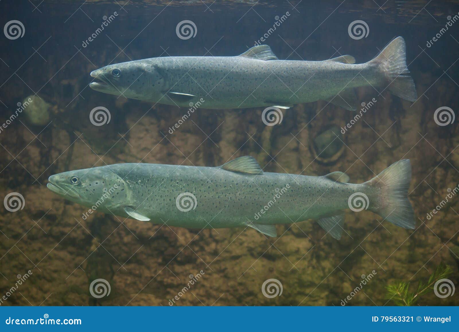 Huchen U. X28; Huchohucho& X29; Oder Donaulachs Stockbild Bild von