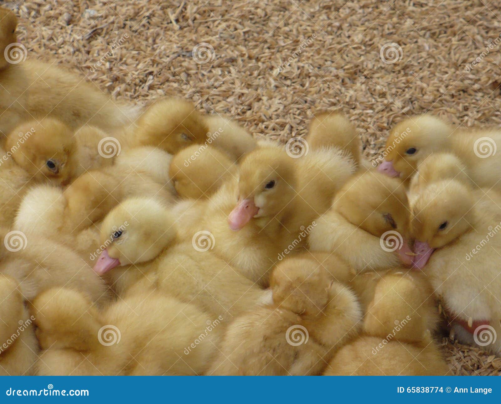 A Huddle of Baby Ducks stock photo. Image of animals 65838774