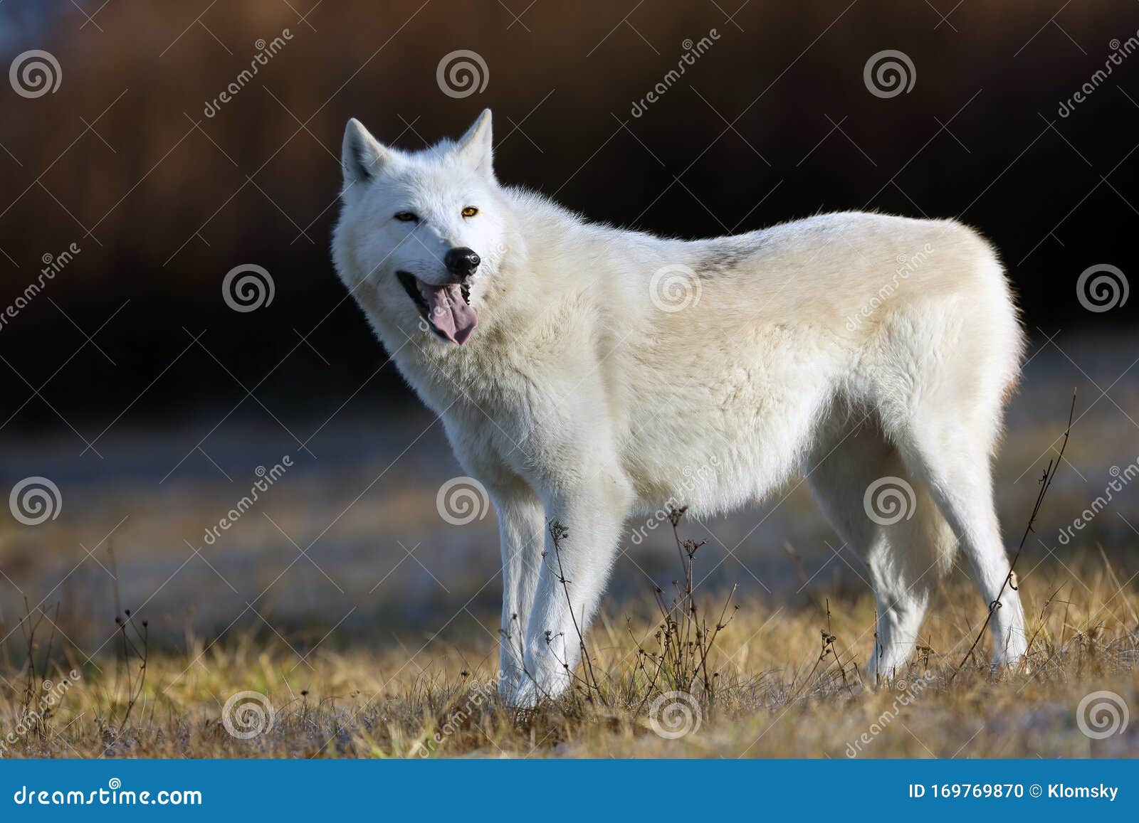 hudson bay wolf canis lupus hudsonicus subspecies of the wolf canis lupus also known as the grey/gray wolf or arctic wolf