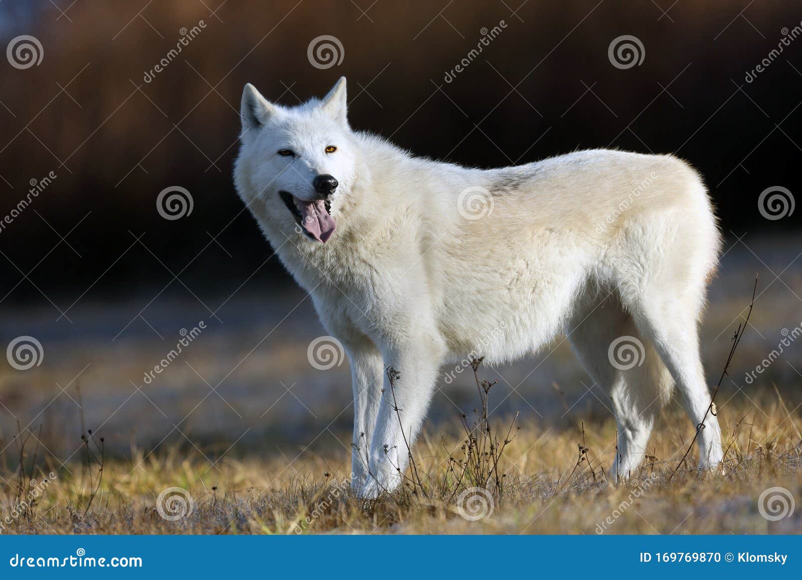 female white wolf