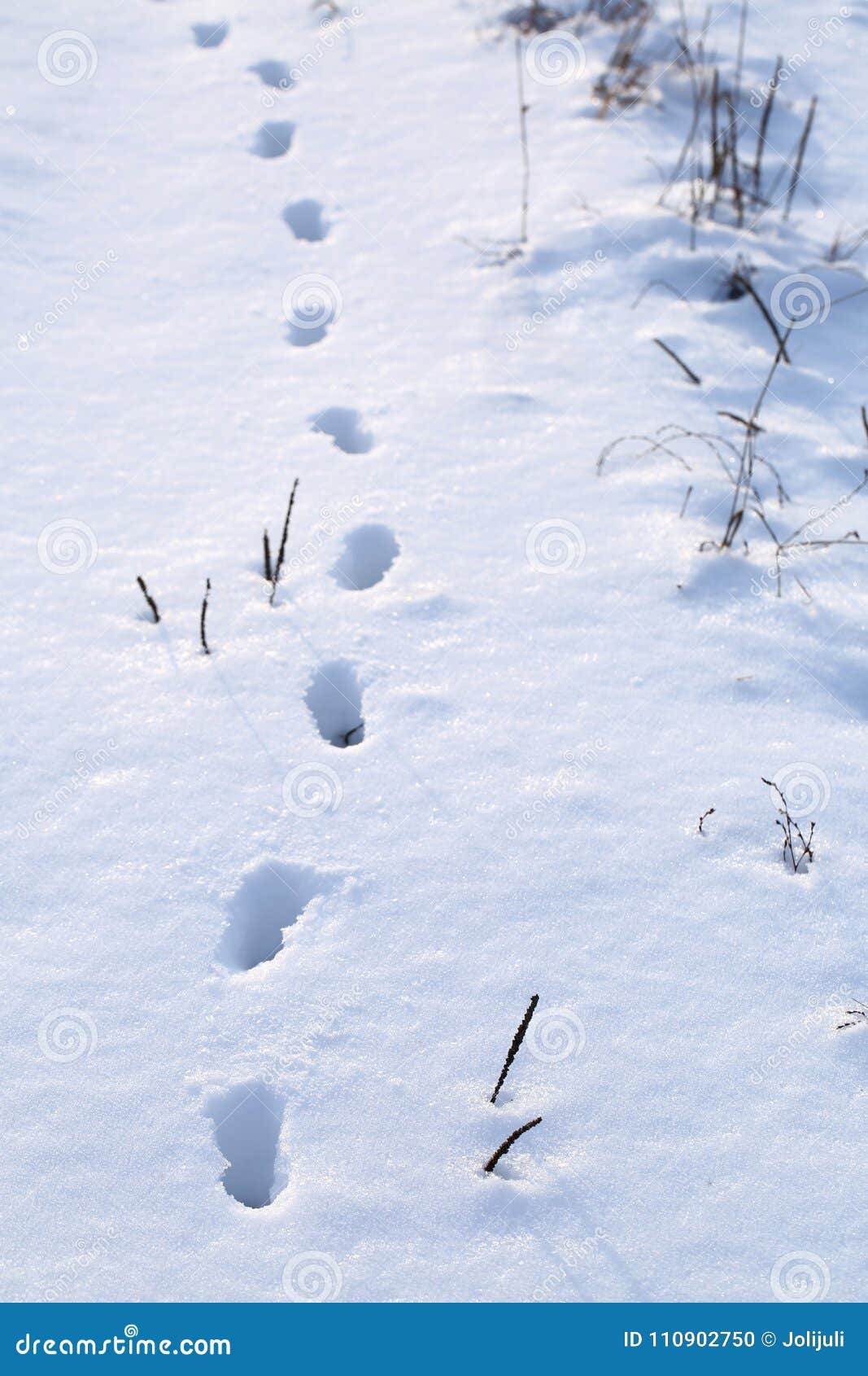 Заячьи и лисьи следы на снегу. Следы зайца русака. Следы зайца заячьи следы. Следы зайца беляка. Заячьи следы на снегу.