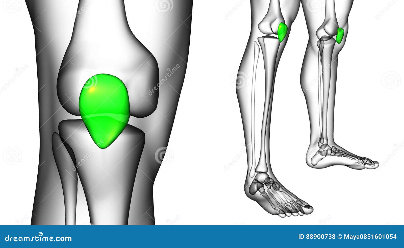 Resultado de imagen para RÃ³tula