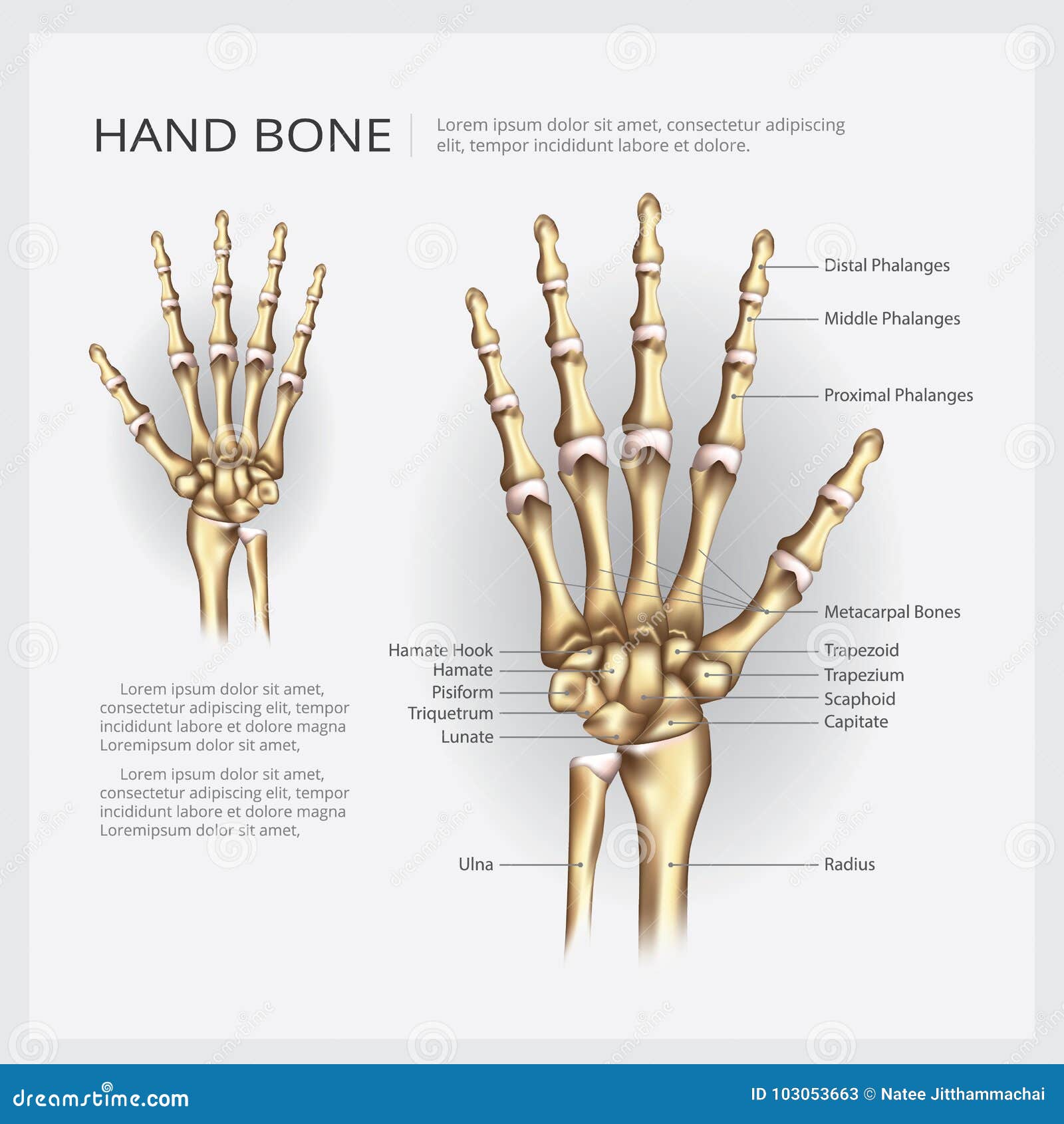 Hueso De Mano Humano De La Anatomía Ilustración Del Vector