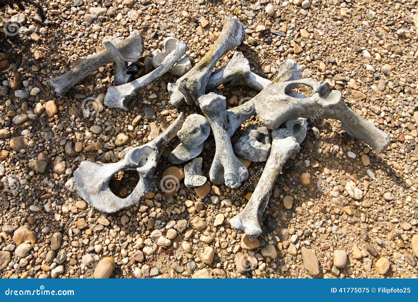 Huesos animales imagen de archivo. Imagen de esqueleto - 41775075