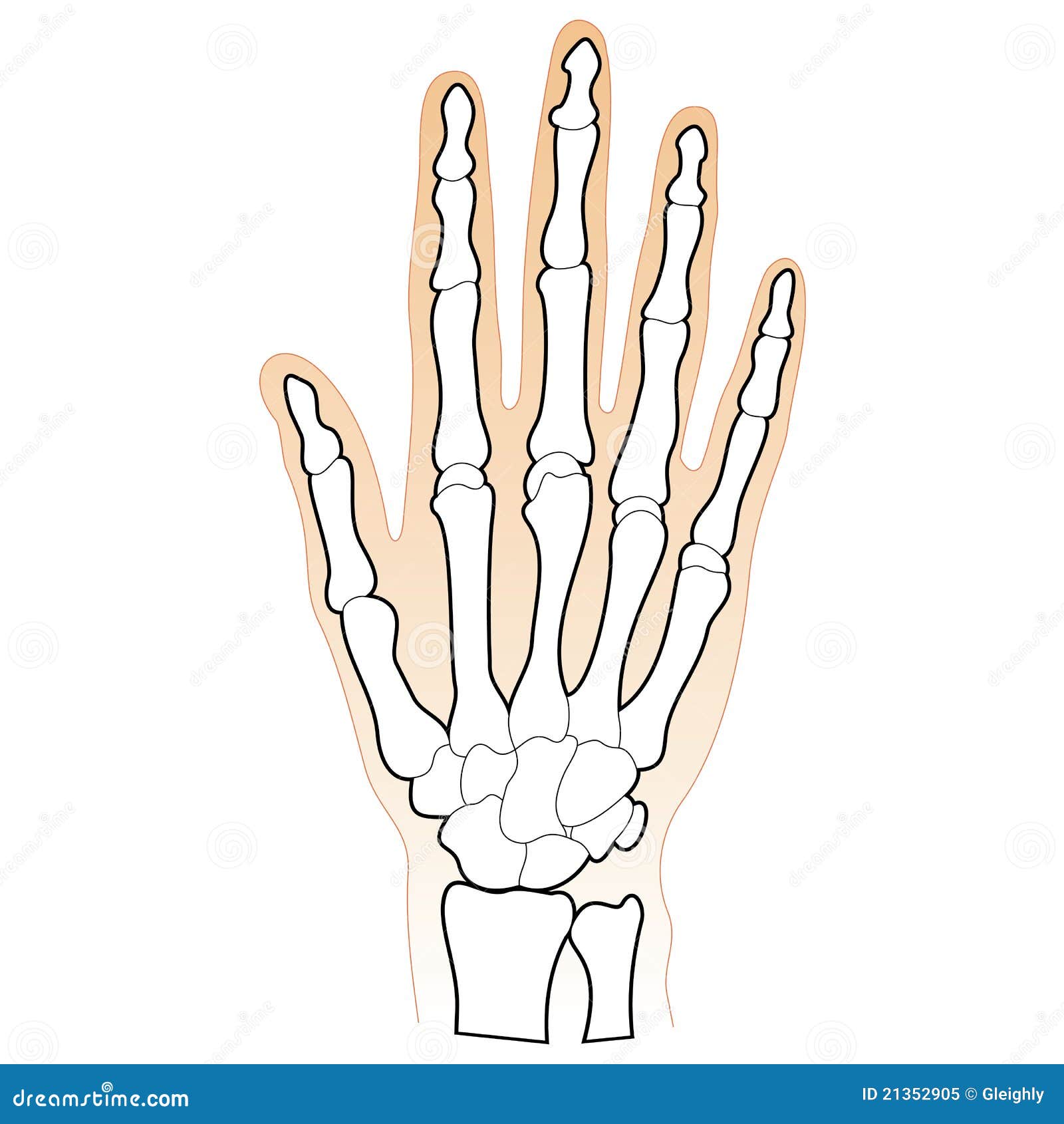 Huesos De La Mano Humana Ilustración Del Vector Ilustración De