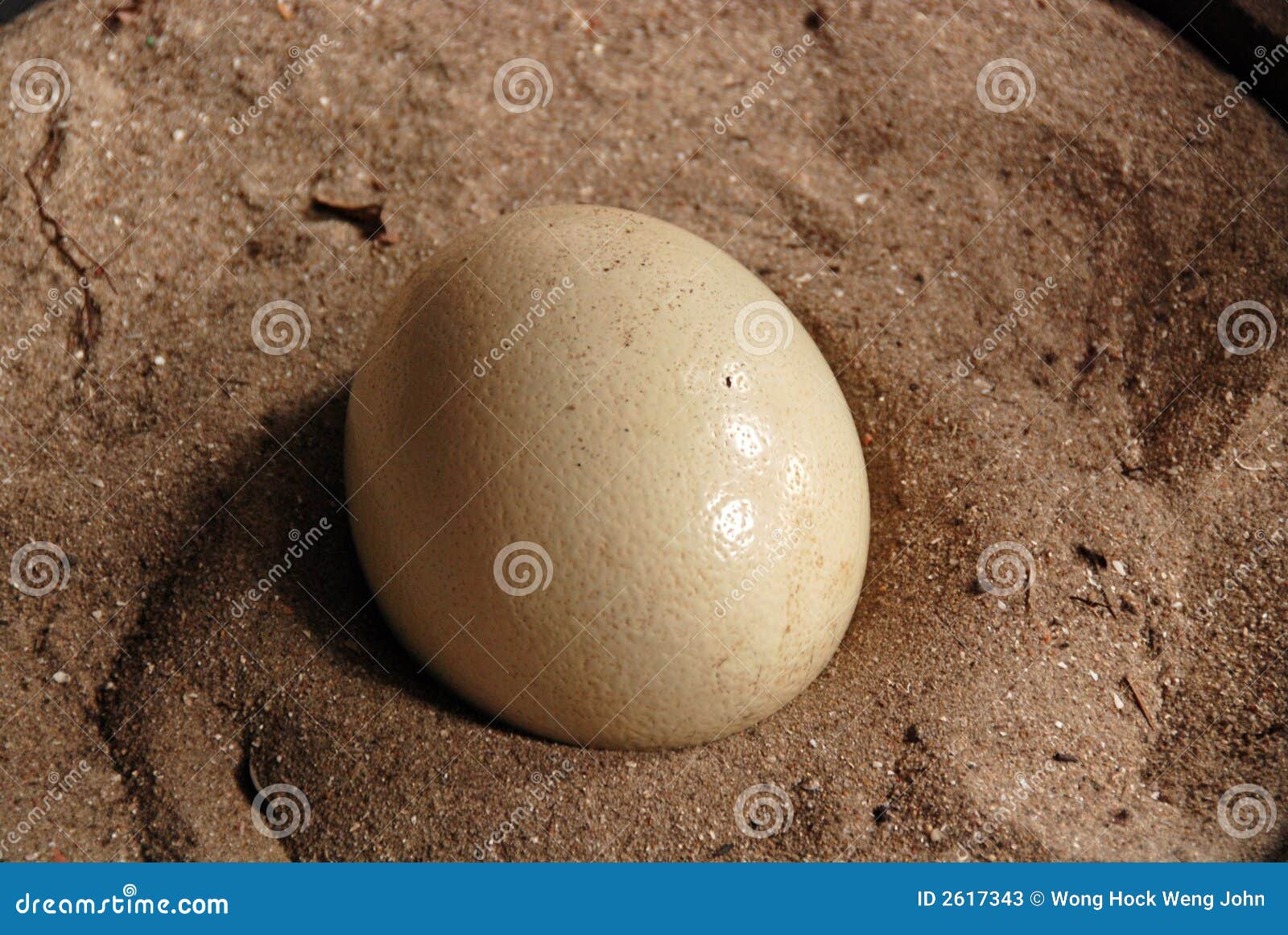 Huevo de la avestruz imagen de archivo. Imagen de granja - 2617343