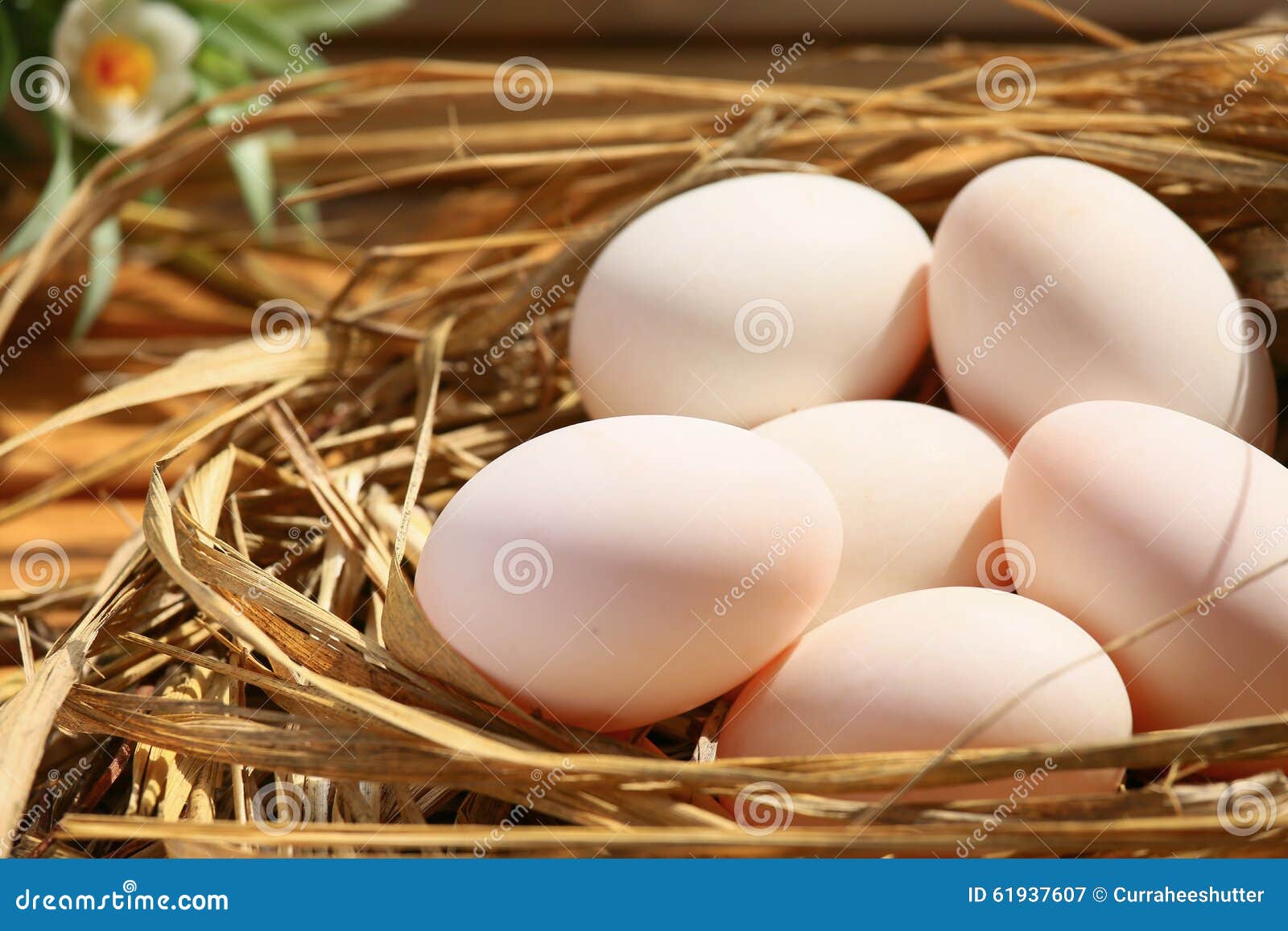 Huevos En Jerarquía En La Naturaleza, Huevos Frescos Para Cocinar O Materia  Prima, Fondo Fresco De Los Huevos Imagen de archivo - Imagen de retiro,  fondo: 61937607