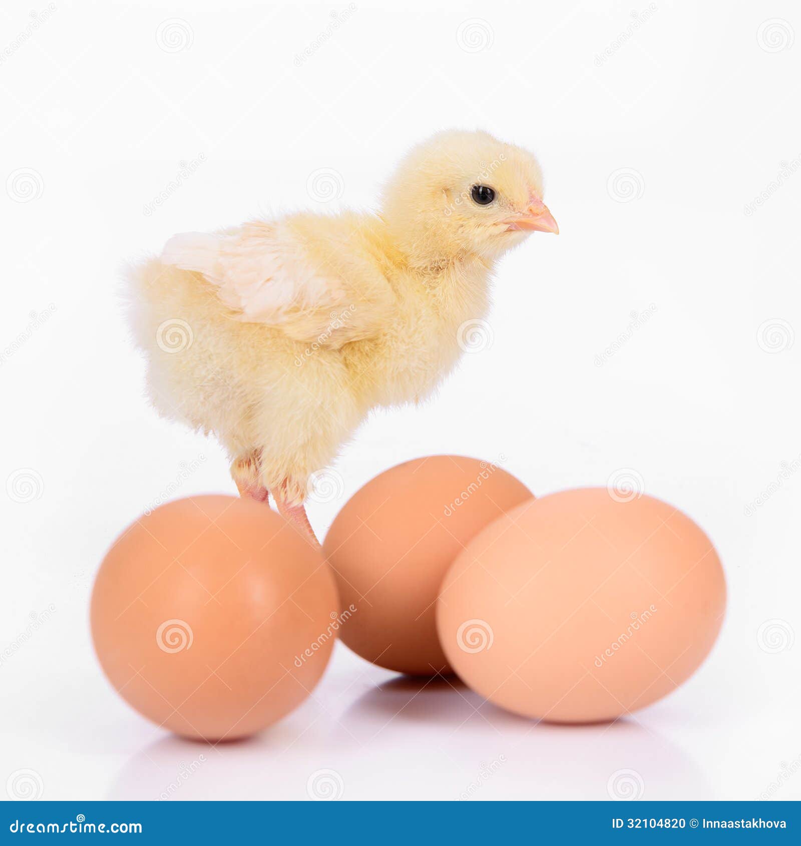 Huevos y pollo. Tres huevos marrones y pollo amarillo recién nacido aislados en un fondo blanco