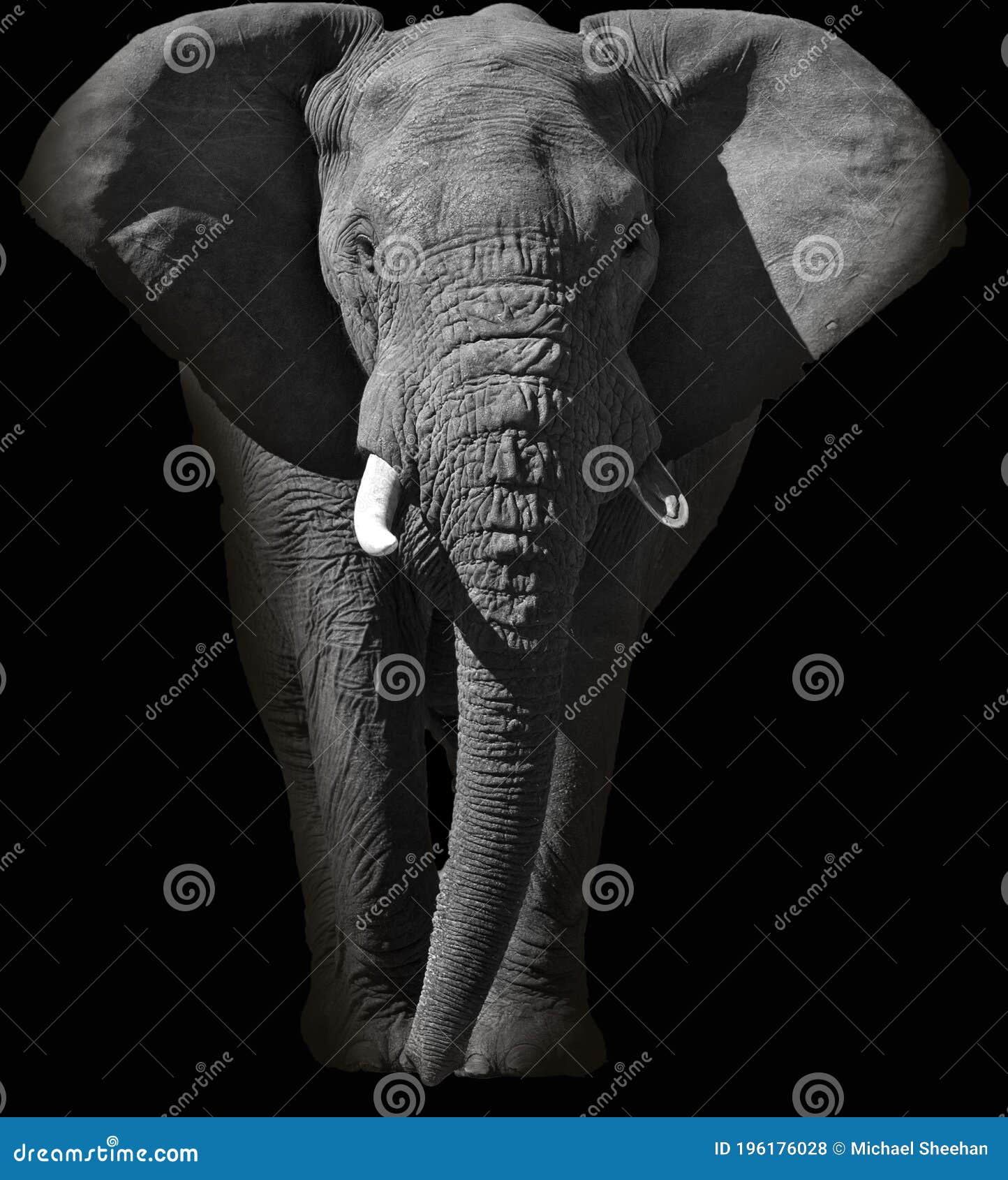 Huge African Elephant Portrait in Black and White Stock Photo Image