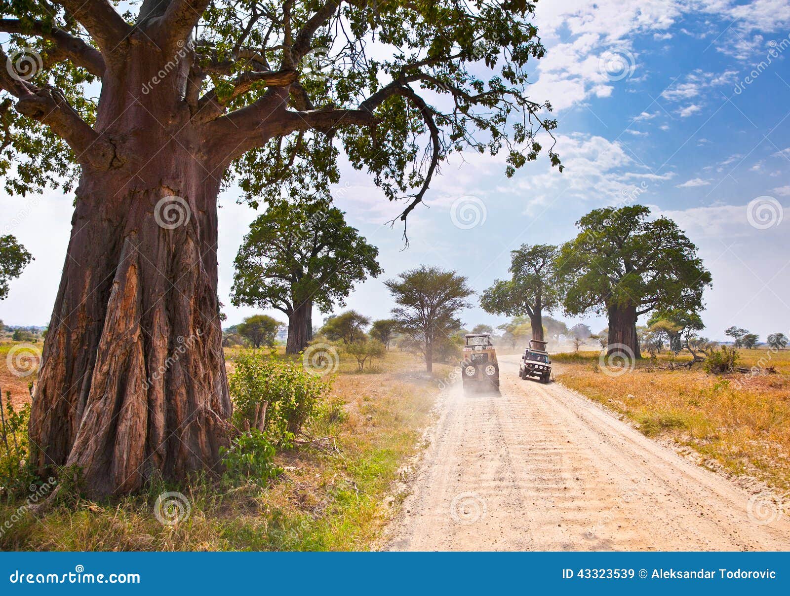 huge african trees and safari jeeps in tanzania.
