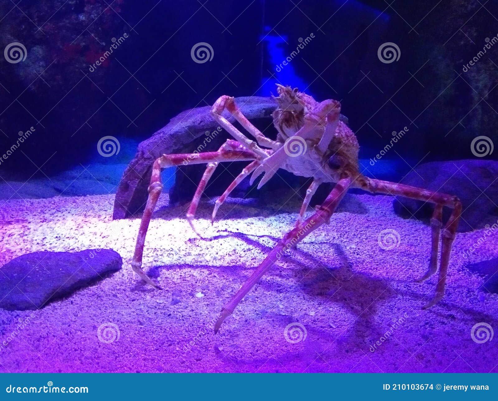 Huge alaskan king crab stock photo. Image of underwater 210103674