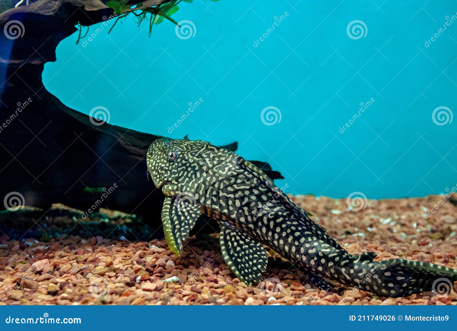 133 Catfish Cleaning Stock Photos - Free & Royalty-Free Stock Photos from  Dreamstime