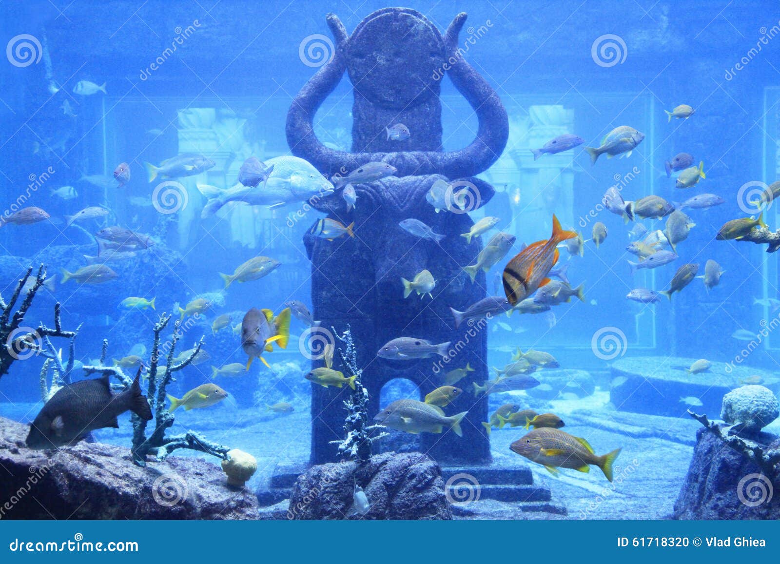 Huge Aquarium, Bahamas stock photo. Image of blue, ocean - 61718320