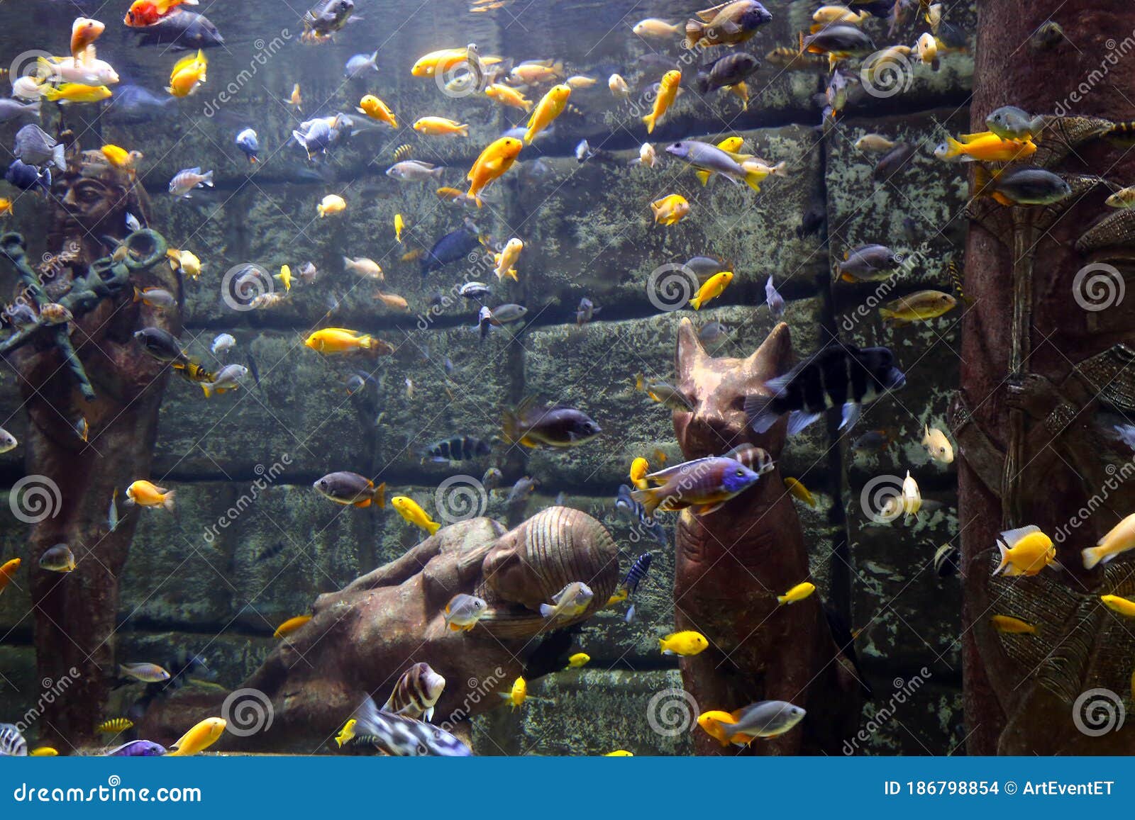 The Huge Aquarium in Egyptian Style Stock Photo Image of isolated