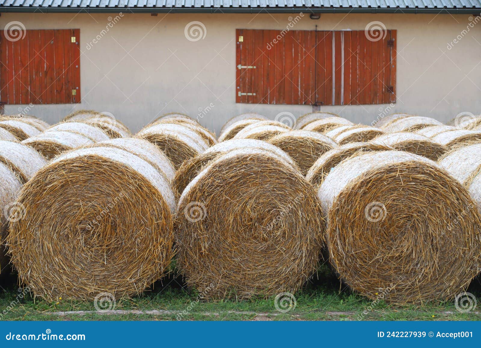 Haystacks for Livestock Feed for Horses Outdoors Stock Image - Image of  farm, domestic: 242227939