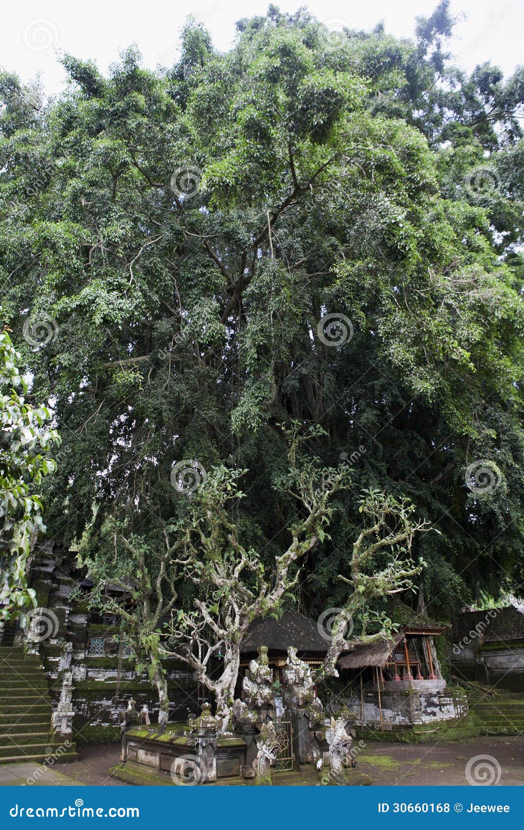 Huge Banyan Tree In The Pura Kehen Temple In Bali Indonesia Stock