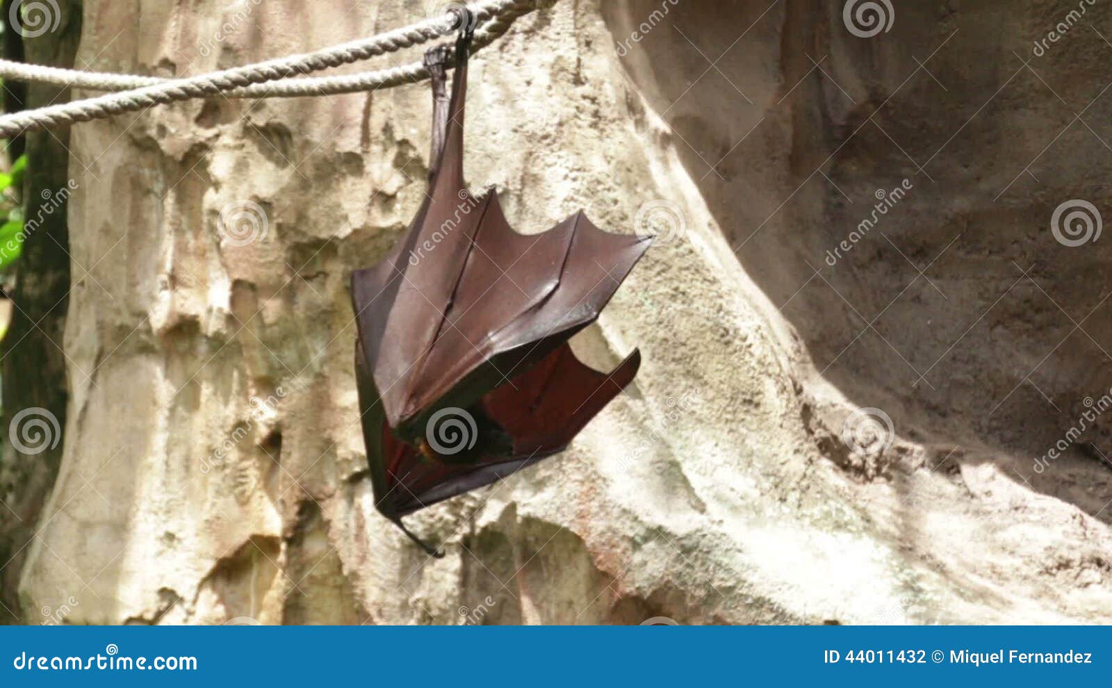 golden crowned flying fox