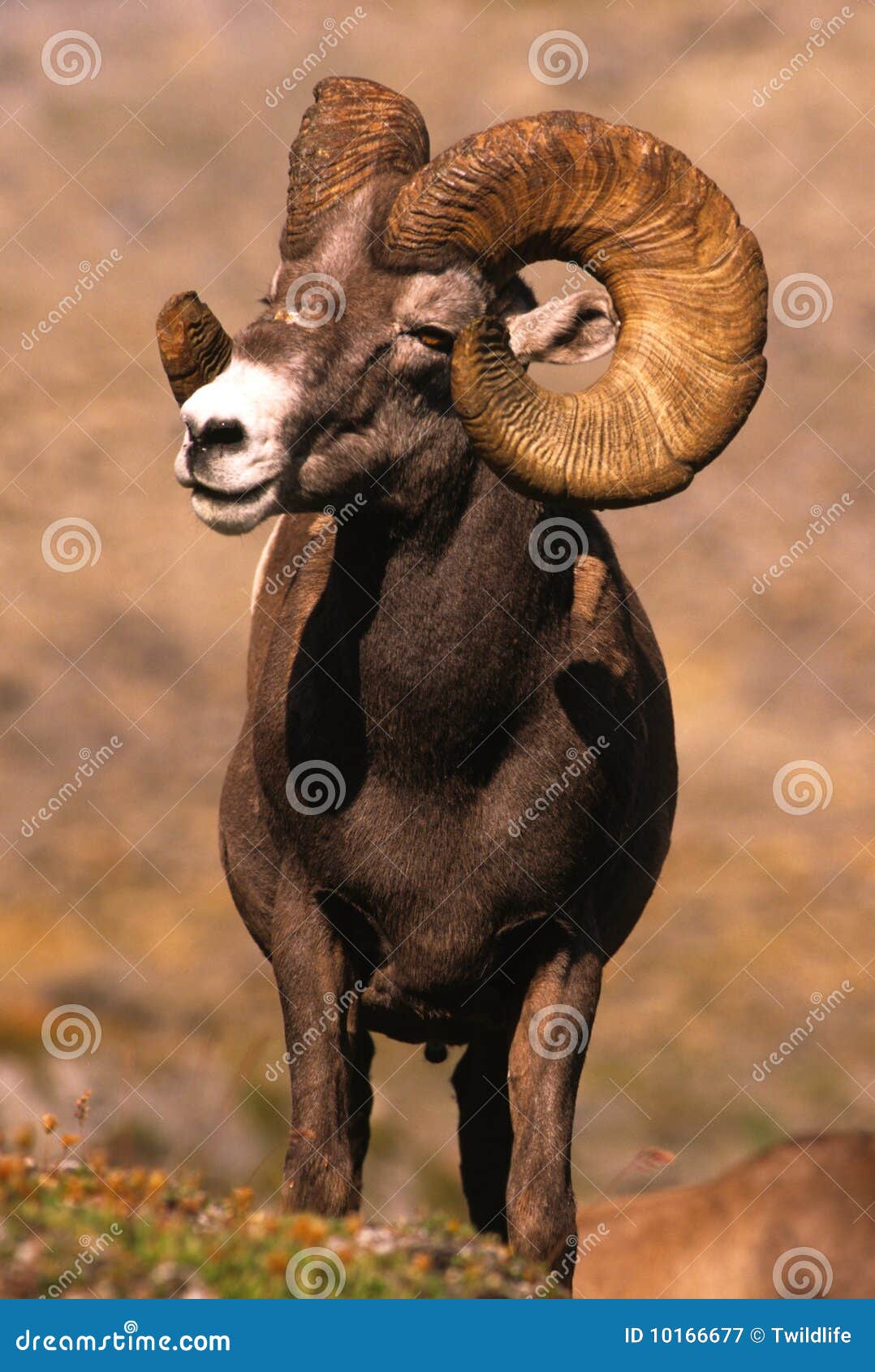 Huge Bighorn Sheep Ram stock image. Image of yellowstone - 10166677