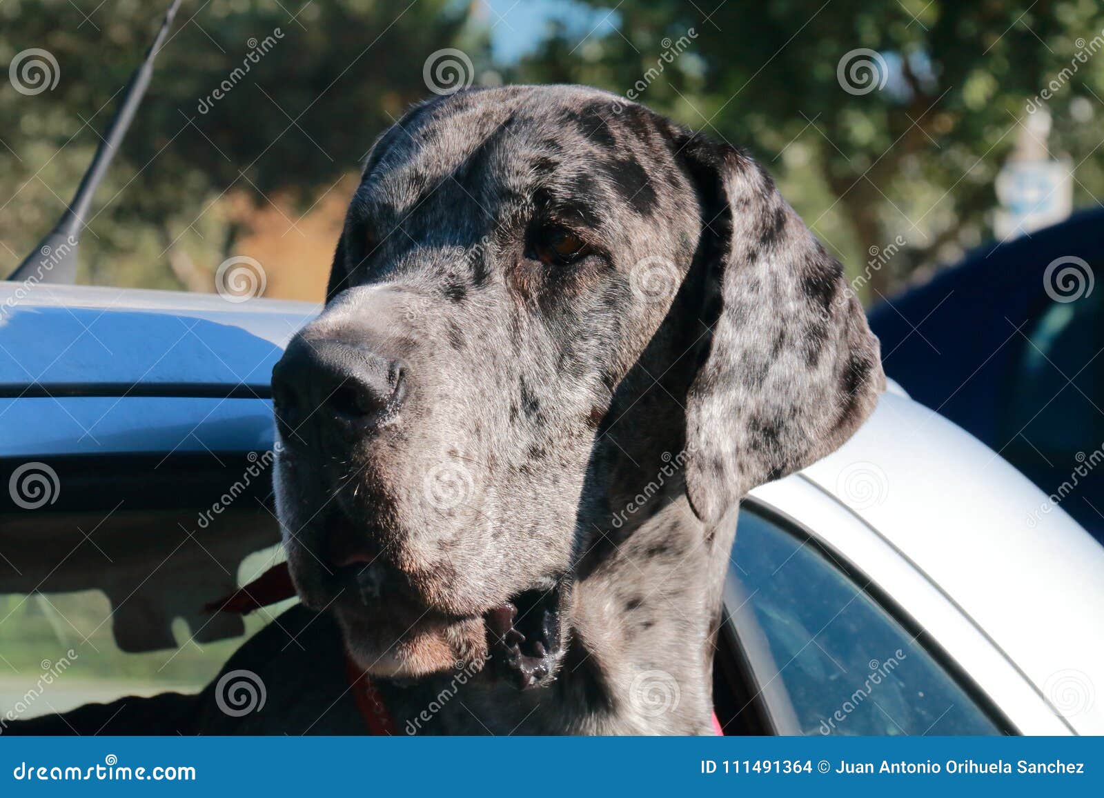 Great Dane Dog Leaning Out the Window of a Car Stock Photo Image of