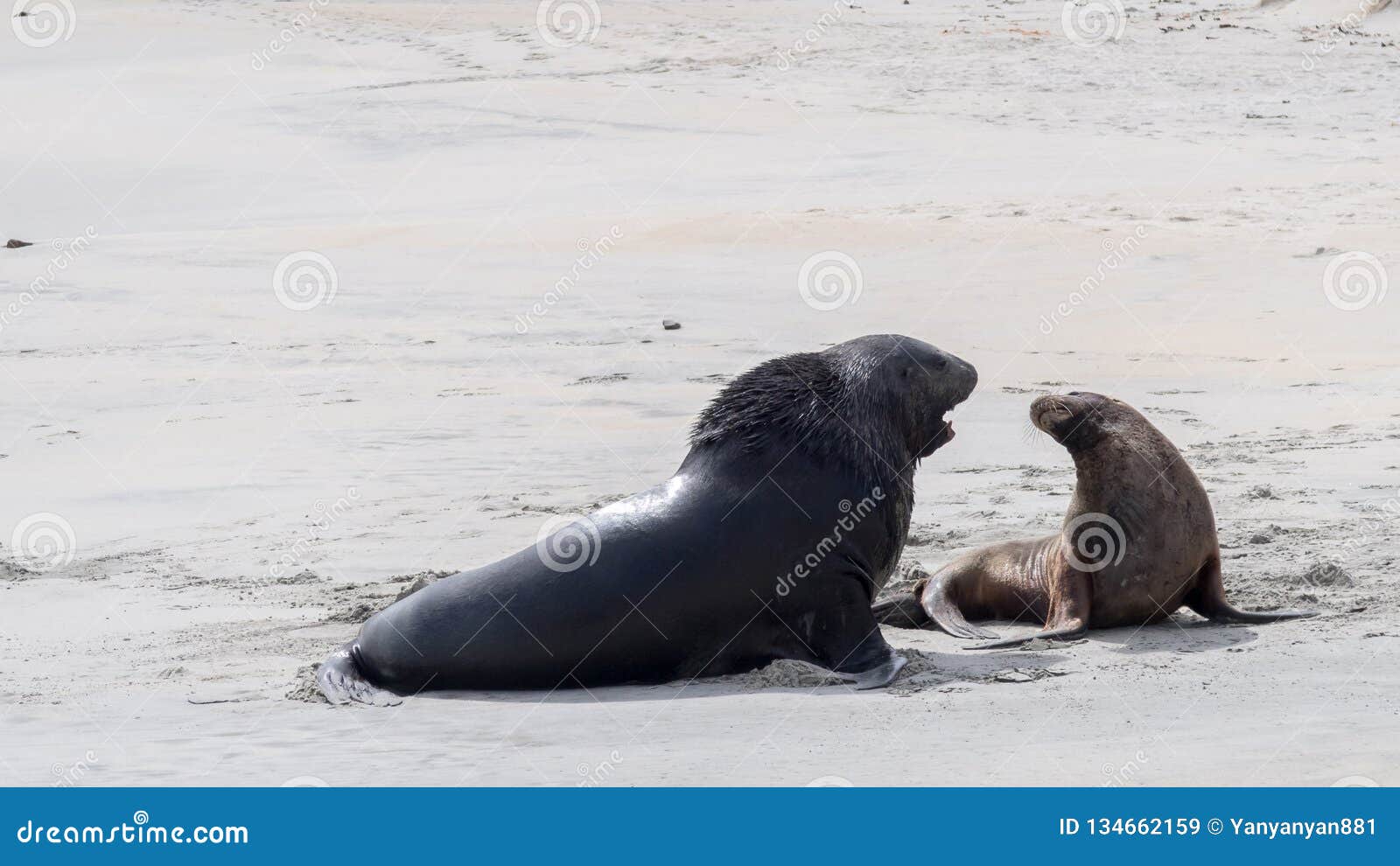 Black Seal Performing Mating Ritual To a Female Stock Image - Image of  animal, black: 134662159
