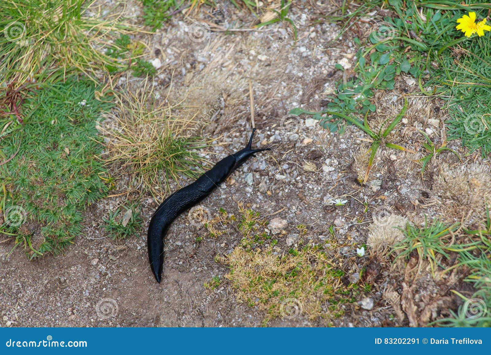 Huge Black Snail Crawling Towards a Flower. Stock Image Image of