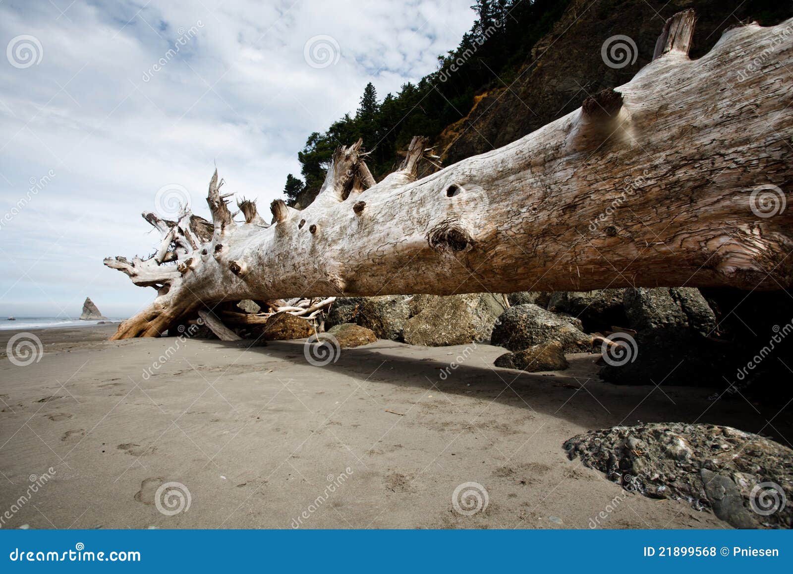 Huge Bleached Driftwood Tree on Beach Stock Photo Image of dark