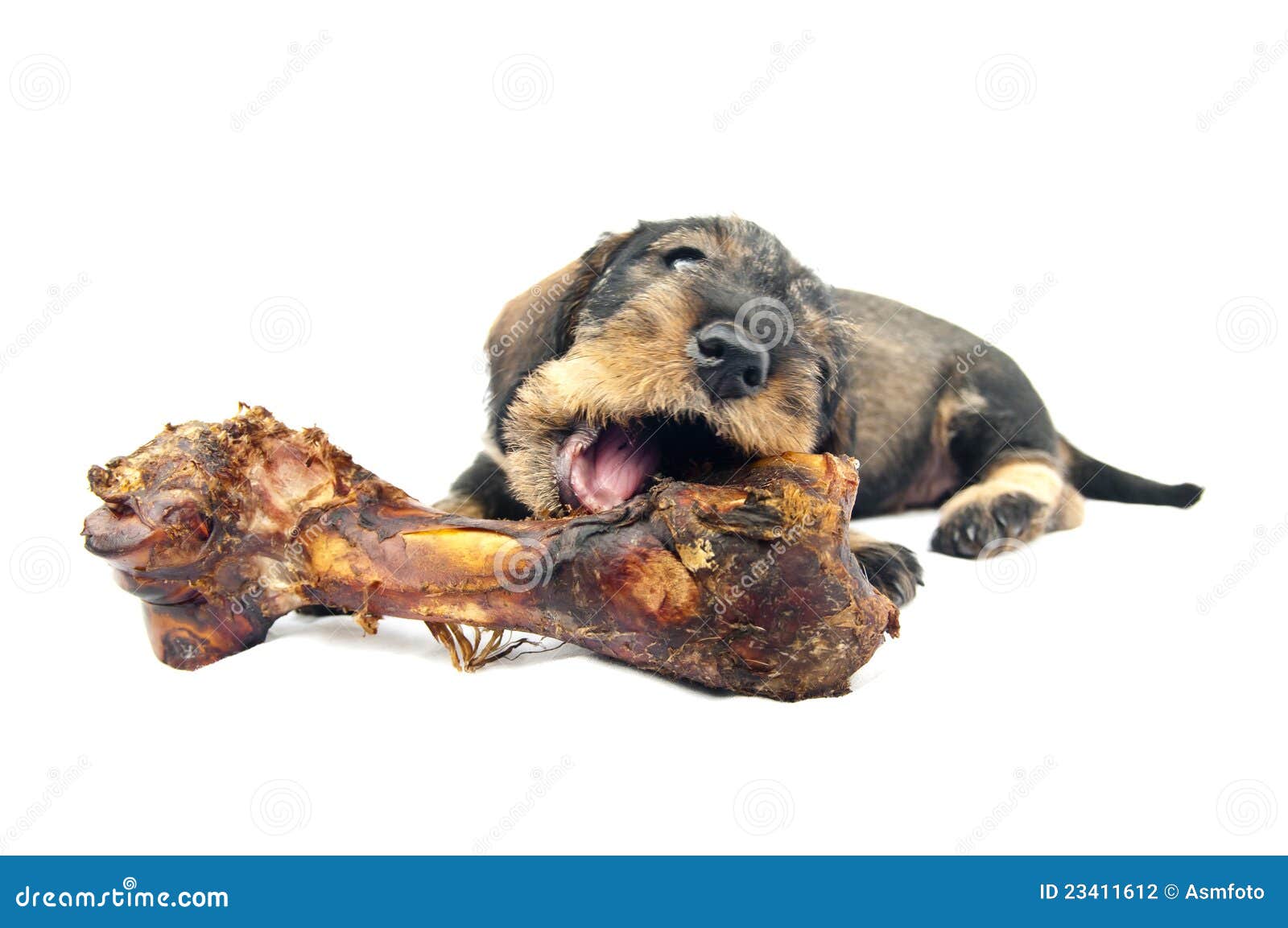 Huge Bone and Dachshund Puppy. Stock Photo Image of brown, domestic
