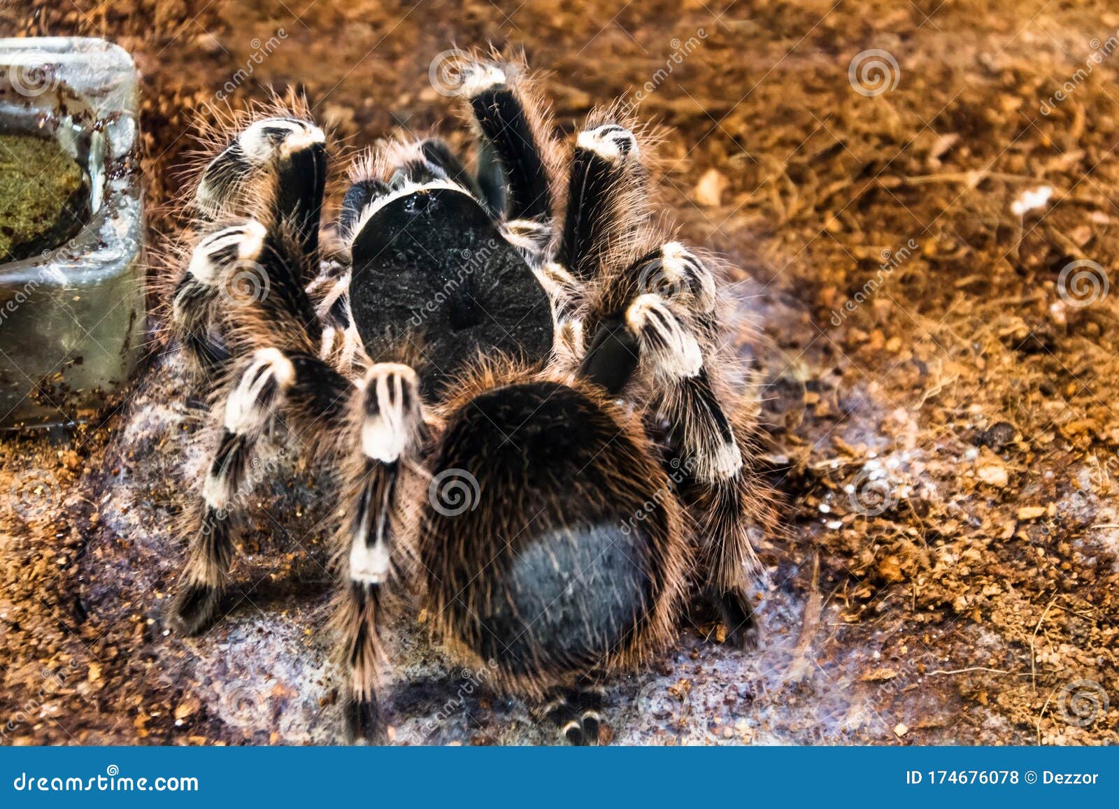 Huge Brazilian Whiteknee Tarantula Fluffy, Hairy Spider Sits on the ...