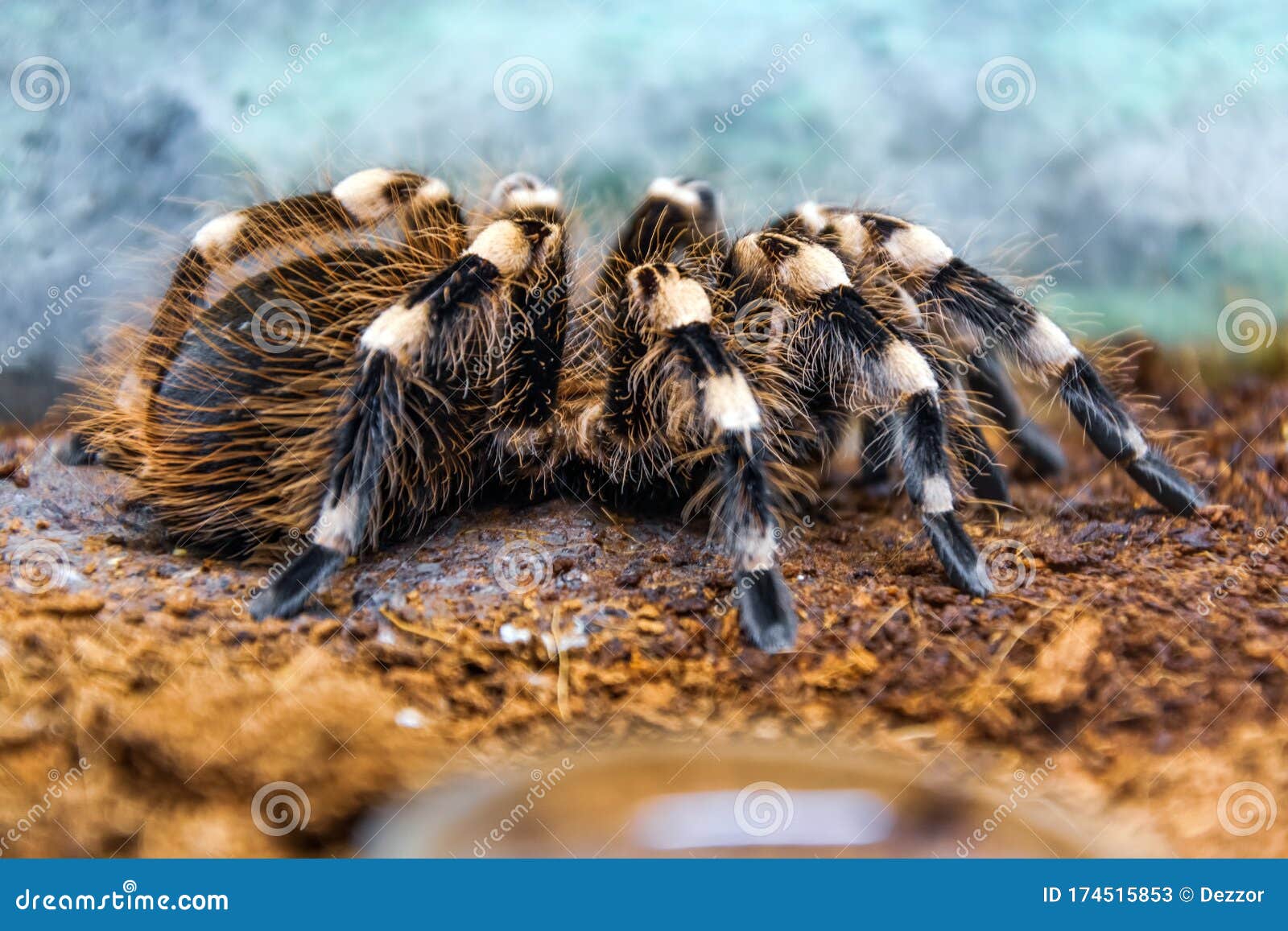 Huge Brazilian Whiteknee Tarantula Fluffy, Hairy Spider Sits on the ...