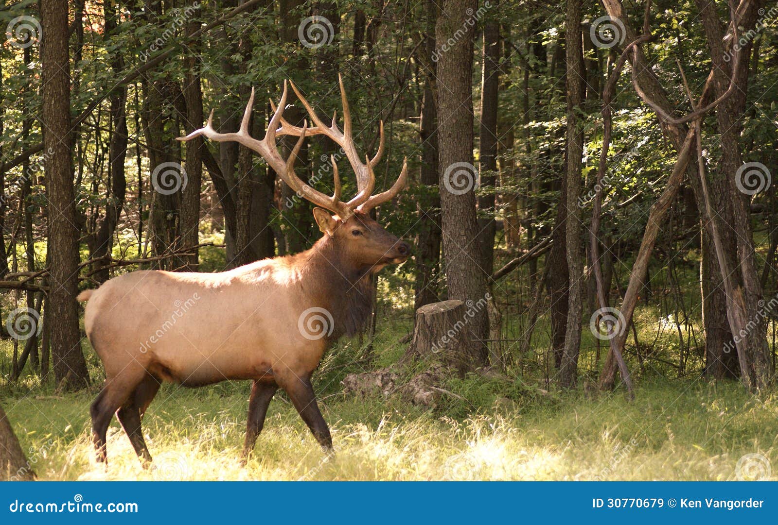 huge seven by seven bull elk